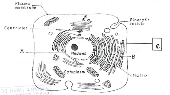Easyelimu