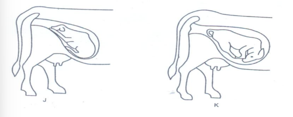 Normal Calving Position Easyelimu